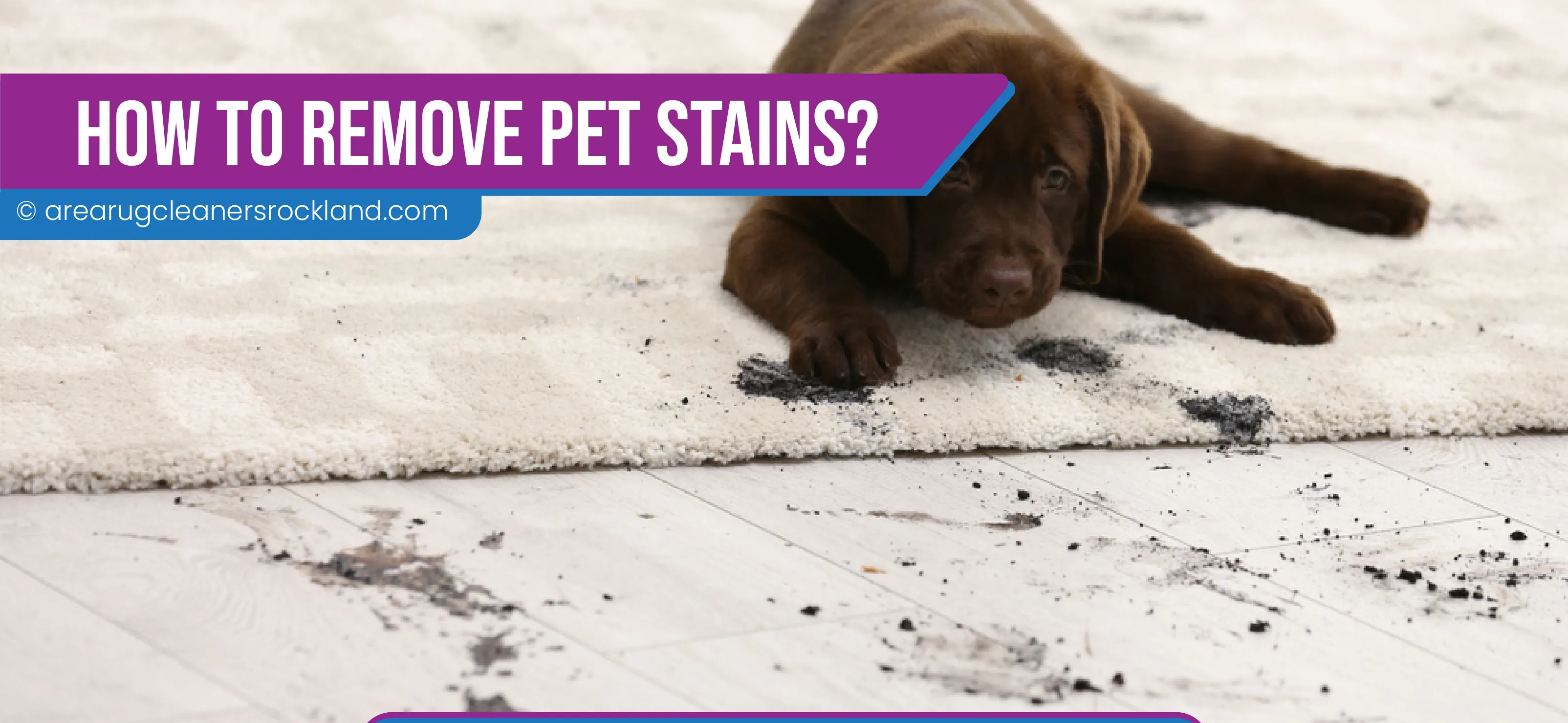 carpet cleaning in the rockland, carpet cleaning in the rockland, carpet cleaning the rockland, carpet cleaners in the rockland, carpet cleaners in the rockland, commercial carpet cleaning, commercial carpet cleaning in the rockland, the rockland rug cleaners, rug cleaning services in the rockland, same day carpet cleaning, same day rug cleaning