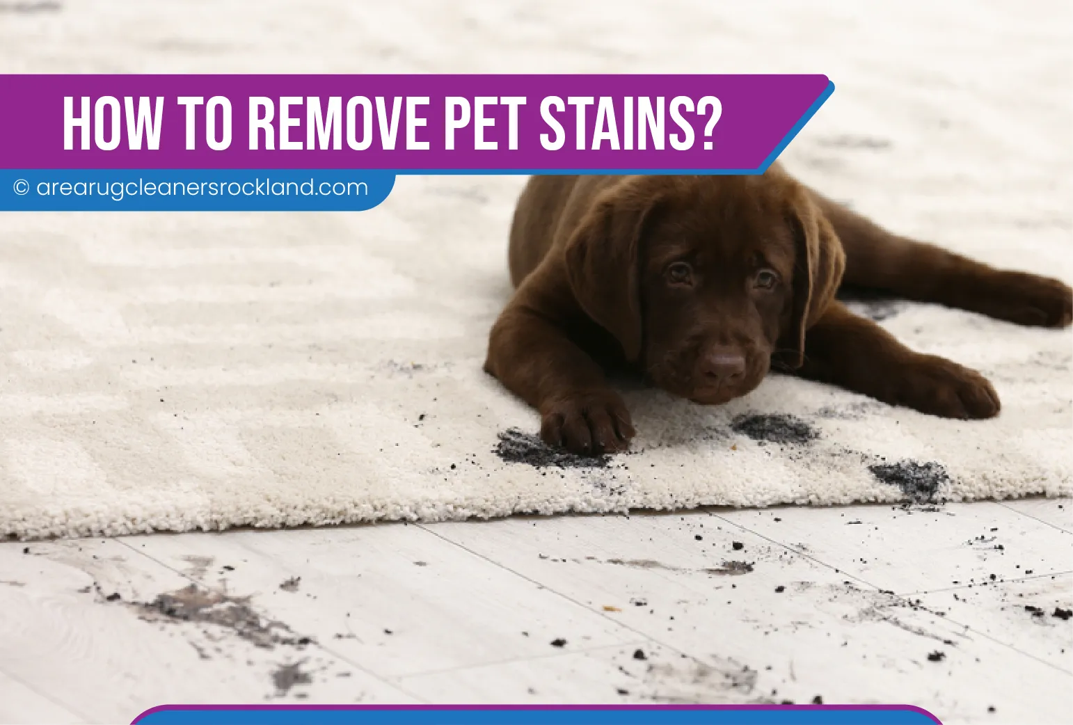 carpet cleaning in the rockland, carpet cleaning in the rockland, carpet cleaning the rockland, carpet cleaners in the rockland, carpet cleaners in the rockland, commercial carpet cleaning, commercial carpet cleaning in the rockland, the rockland rug cleaners, rug cleaning services in the rockland, same day carpet cleaning, same day rug cleaning